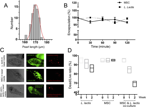 Glasgow Researchers Explore Stem Cell Engineering with Bacteria Filled Microgels