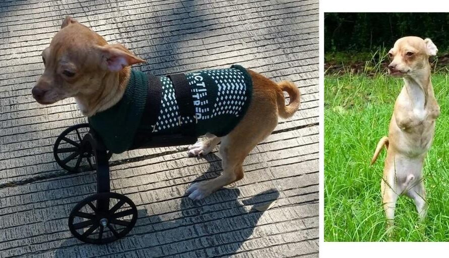 Scooter, the 2-Legged Puppy Becomes Internet Sensation Thanks to 3D Printed Cart