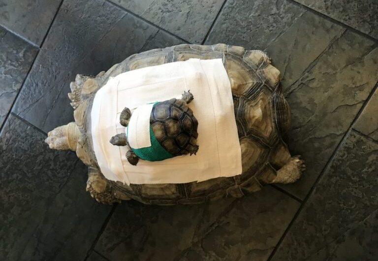 Creature Comforts: 10 Ways 3D Printing Helped Animals This Year