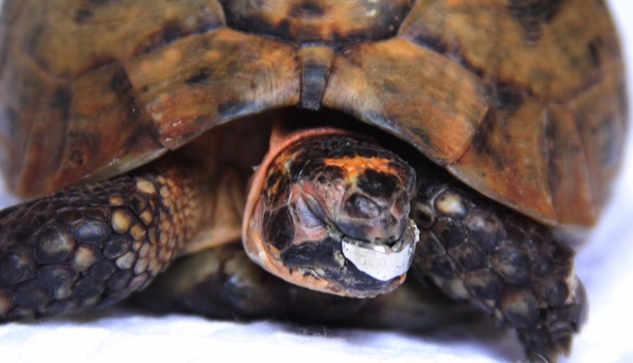 After Brutal Attack, Boris the Tortoise Receives a Prosthetic Upper Jaw Thanks to 3D Printing