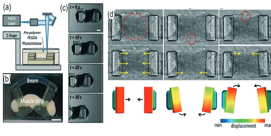 Researchers 3D Print MicroSwimmers & BioRobots to Carry Cargo Inside Human Body, Fueled by Cells