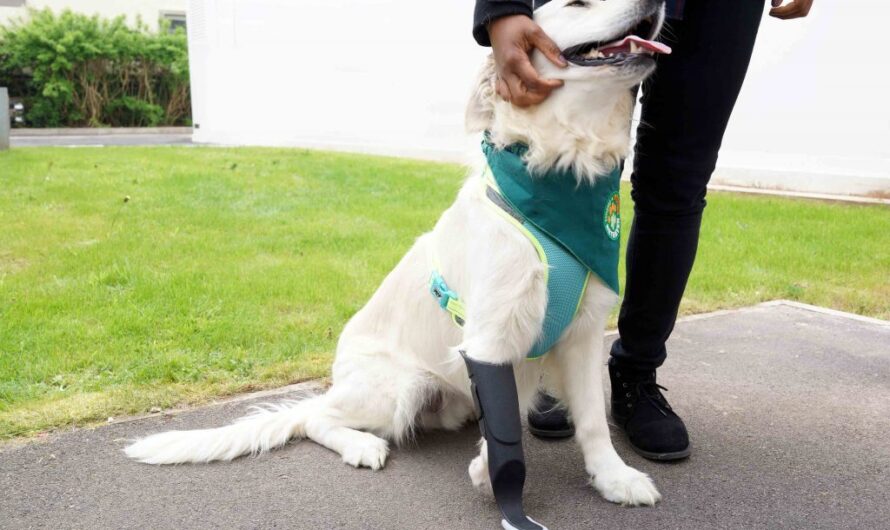 3D Printing Helps Lucky Dog Walk on All Four Legs