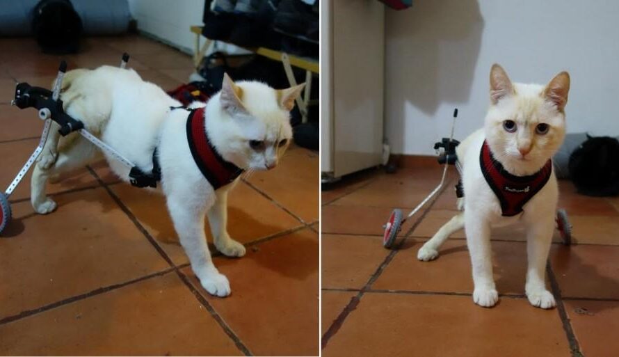 Paralyzed Kitten Walks Again Thanks to a 3D Printed Wheelchair