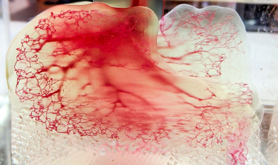 3D Printed, Vascularized Lung Models Push 3D Systems into Bioprinting